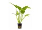 Echinodorus sp. 'Radicans' - Pot 5,5cm - Plantes en pots de 5,5cm - aquarium - Comptoir du Poisson exotique
