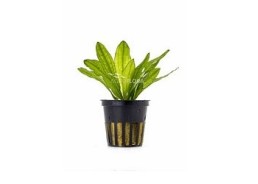 Echinodorus major - Pot 5,5cm - Plantes en pots de 5,5cm - aquarium - Comptoir du Poisson exotique