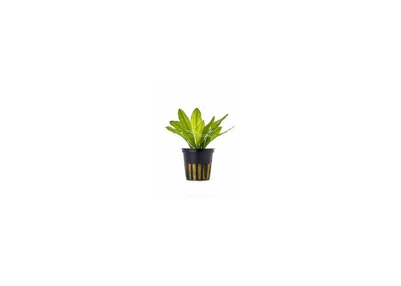 Echinodorus major - Pot 5,5cm - Plantes en pots de 5,5cm - aquarium - Comptoir du Poisson exotique