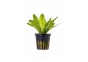 Echinodorus major - Pot 5,5cm - Plantes en pots de 5,5cm - aquarium - Comptoir du Poisson exotique