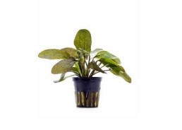 Echinodorus 'Ozelot' - Pot 5,5cm - Plantes en pots de 5,5cm - aquarium - Comptoir du Poisson exotique