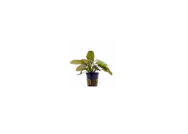 Echinodorus 'Ozelot' - Pot 5,5cm - Plantes en pots de 5,5cm - aquarium - Comptoir du Poisson exotique