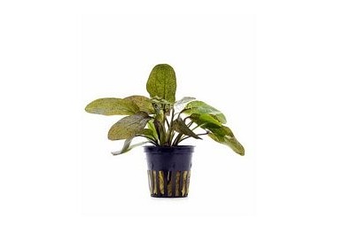 Echinodorus 'Ozelot' - Pot 5,5cm - Plantes en pots de 5,5cm - aquarium - Comptoir du Poisson exotique