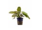 Echinodorus 'Ozelot' - Pot 5,5cm - Plantes en pots de 5,5cm - aquarium - Comptoir du Poisson exotique