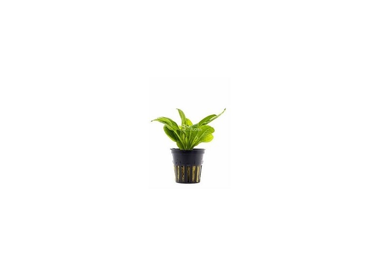Echinodorus grisebachii 'Parviflorus' - Pot 5,5cm - Plantes en pots de 5,5cm - aquarium - Comptoir du Poisson exotique