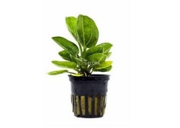Echinodorus horizontalis - Pot 5,5cm - Plantes en pots de 5,5cm - aquarium - Comptoir du Poisson exotique