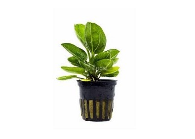 Echinodorus horizontalis - Pot 5,5cm - Plantes en pots de 5,5cm - aquarium - Comptoir du Poisson exotique
