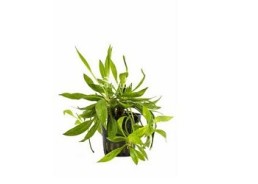 Helanthium bolivianum 'Magdalenensis' - Pot 5,5cm - Plantes en pots de 5,5cm - aquarium - Comptoir du Poisson exotique