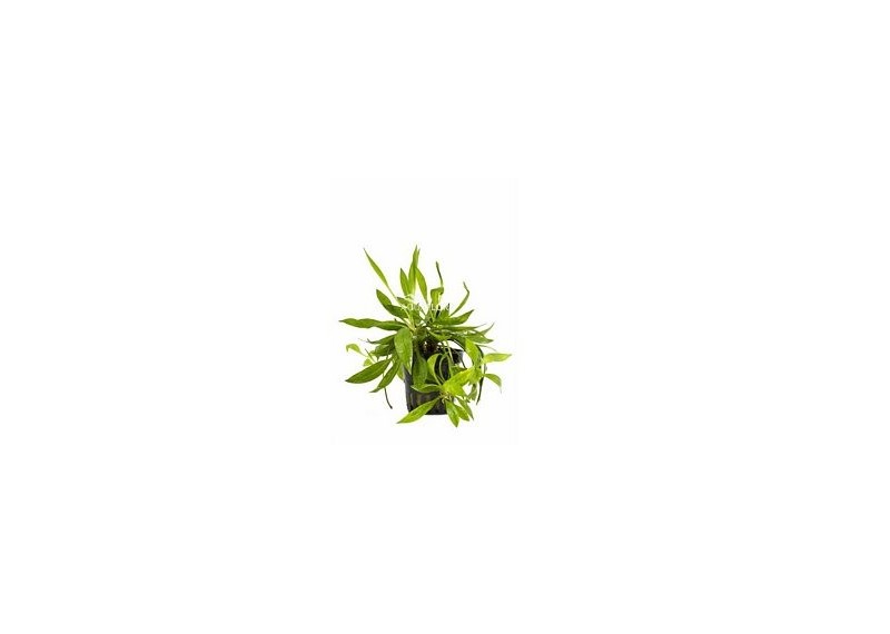 Helanthium bolivianum 'Magdalenensis' - Pot 5,5cm - Plantes en pots de 5,5cm - aquarium - Comptoir du Poisson exotique