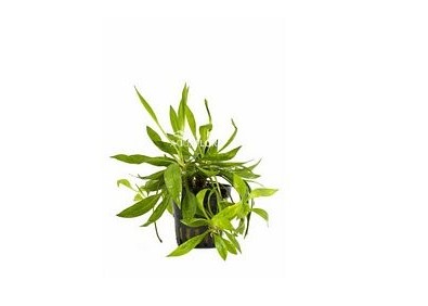 Helanthium bolivianum 'Magdalenensis' - Pot 5,5cm - Plantes en pots de 5,5cm - aquarium - Comptoir du Poisson exotique