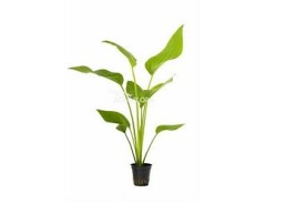 Echinodorus palifolius - Pot 5,5cm - Plantes en pots de 5,5cm - aquarium - Comptoir du Poisson exotique