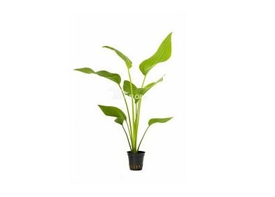 Echinodorus palifolius - Pot 5,5cm - Plantes en pots de 5,5cm - aquarium - Comptoir du Poisson exotique