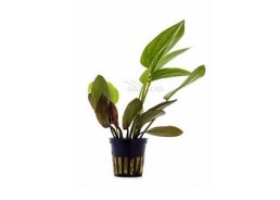 Echinodorus x barthii - Pot 5,5cm - Plantes en pots de 5,5cm - aquarium - Comptoir du Poisson exotique