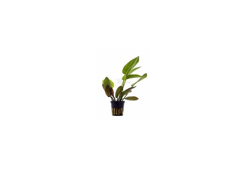 Echinodorus x barthii - Pot 5,5cm - Plantes en pots de 5,5cm - aquarium - Comptoir du Poisson exotique