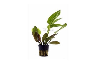 Echinodorus x barthii - Pot 5,5cm - Plantes en pots de 5,5cm - aquarium - Comptoir du Poisson exotique