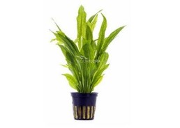 Echinodorus grisebachii 'Bleherae' - Pot 5,5cm - Plantes en pots de 5,5cm - aquarium - Comptoir du Poisson exotique