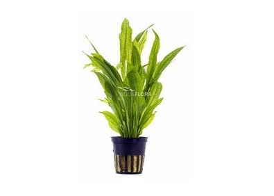 Echinodorus grisebachii 'Bleherae' - Pot 5,5cm - Plantes en pots de 5,5cm - aquarium - Comptoir du Poisson exotique