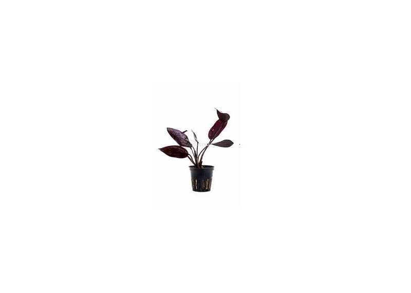 Echinodorus 'Aflame' - Pot 5,5cm - Plantes en pots de 5,5cm - aquarium - Comptoir du Poisson exotique