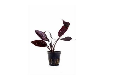 Echinodorus 'Aflame' - Pot 5,5cm - Plantes en pots de 5,5cm - aquarium - Comptoir du Poisson exotique