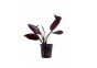 Echinodorus 'Aflame' - Pot 5,5cm - Plantes en pots de 5,5cm - aquarium - Comptoir du Poisson exotique