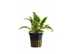 Cryptocoryne x willisii - Pot 5,5cm - Plantes en pots de 5,5cm - aquarium - Comptoir du Poisson exotique