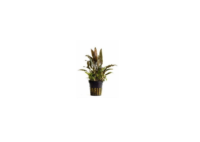 Cryptocoryne walkeri - Pot 5,5cm - Plantes en pots de 5,5cm - aquarium - Comptoir du Poisson exotique