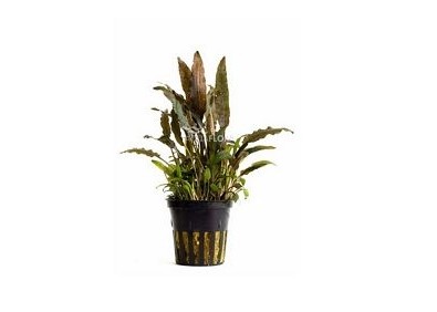 Cryptocoryne walkeri - Pot 5,5cm - Plantes en pots de 5,5cm - aquarium - Comptoir du Poisson exotique