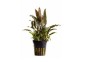 Cryptocoryne walkeri - Pot 5,5cm - Plantes en pots de 5,5cm - aquarium - Comptoir du Poisson exotique