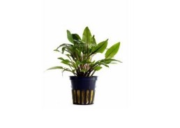 Cryptocoryne wendtii 'Green' - Pot 5,5cm - Plantes en pots de 5,5cm - aquarium - Comptoir du Poisson exotique