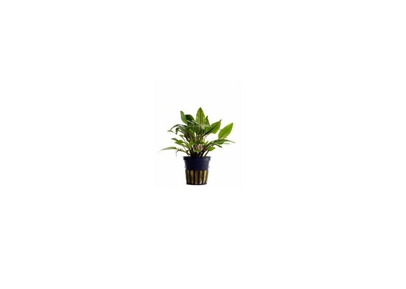 Cryptocoryne wendtii 'Green' - Pot 5,5cm - Plantes en pots de 5,5cm - aquarium - Comptoir du Poisson exotique