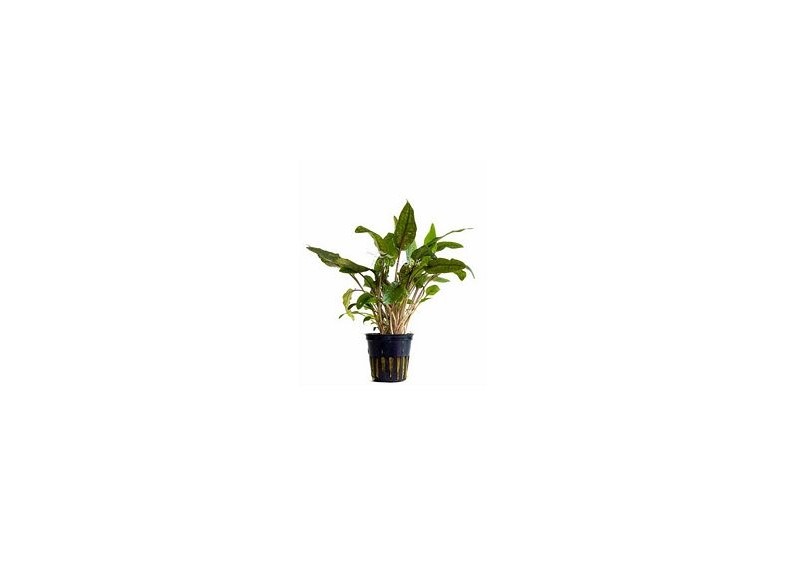 Cryptocoryne 'Tropica' - Pot 5,5cm - Plantes en pots de 5,5cm - aquarium - Comptoir du Poisson exotique