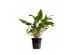 Cryptocoryne 'Tropica' - Pot 5,5cm - Plantes en pots de 5,5cm - aquarium - Comptoir du Poisson exotique