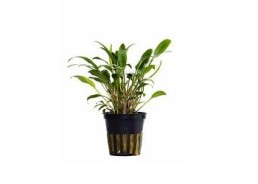 Cryptocoryne x willisii 'Lucens' - Pot 5,5cm - Plantes en pots de 5,5cm - aquarium - Comptoir du Poisson exotique