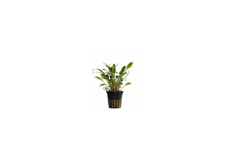 Cryptocoryne x willisii 'Lucens' - Pot 5,5cm - Plantes en pots de 5,5cm - aquarium - Comptoir du Poisson exotique