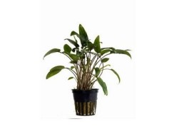 Cryptocoryne moehlmannii - Pot 5,5cm - Plantes en pots de 5,5cm - aquarium - Comptoir du Poisson exotique