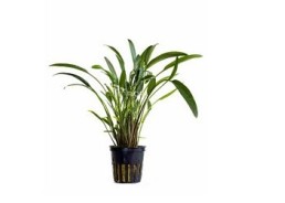 Cryptocoryne x willisii 'Nevellii' - Pot 5,5cm - Plantes en pots de 5,5cm - aquarium - Comptoir du Poisson exotique