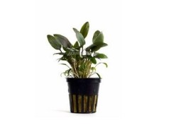 Cryptocoryne beckettii - Pot 5,5cm - Plantes en pots de 5,5cm - aquarium - Comptoir du Poisson exotique