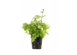 Ceratopteris thalictroides - Pot 5,5cm - Plantes en pots de 5,5cm - aquarium - Comptoir du Poisson exotique