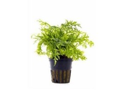 Ceratopteris siliquosa - Pot 5,5cm - Plantes en pots de 5,5cm - aquarium - Comptoir du Poisson exotique