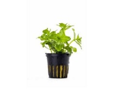 Bacopa caroliniana (amplexicaulis) - Pot 5,5cm - Plantes en pots de 5,5cm - aquarium - Comptoir du Poisson exotique