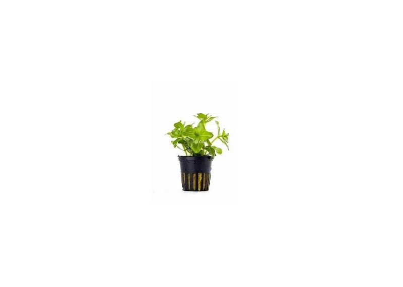 Bacopa caroliniana (amplexicaulis) - Pot 5,5cm - Plantes en pots de 5,5cm - aquarium - Comptoir du Poisson exotique