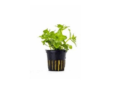 Bacopa caroliniana (amplexicaulis) - Pot 5,5cm - Plantes en pots de 5,5cm - aquarium - Comptoir du Poisson exotique