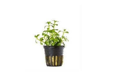 Bacopa crenata (monnieri) - Pot 5,5cm - Plantes en pots de 5,5cm - aquarium - Comptoir du Poisson exotique