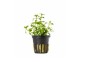 Bacopa crenata (monnieri) - Pot 5,5cm - Plantes en pots de 5,5cm - aquarium - Comptoir du Poisson exotique