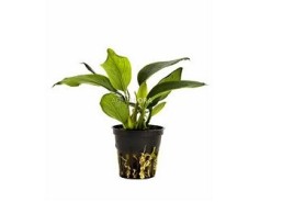 Anubias species - pot 5,5cm - Plantes en pots de 5,5cm - aquarium - Comptoir du Poisson exotique