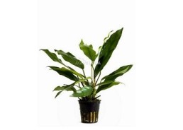 Anubias minima - Pot 5,5cm - Plantes en pots de 5,5cm - aquarium - Comptoir du Poisson exotique