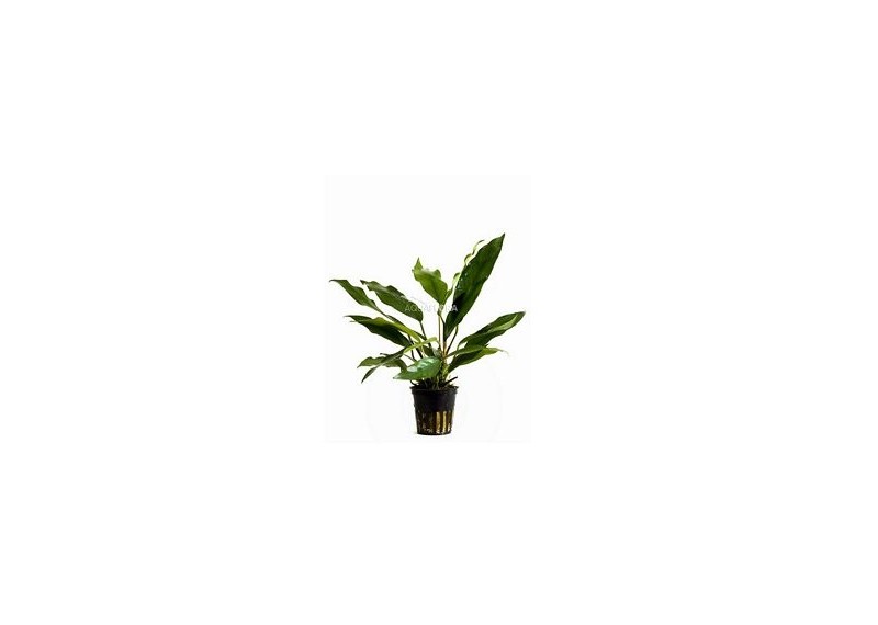 Anubias minima - Pot 5,5cm - Plantes en pots de 5,5cm - aquarium - Comptoir du Poisson exotique