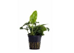 Anubias barteri var. nana - Pot 5,5cm - Plantes en pots de 5,5cm - aquarium - Comptoir du Poisson exotique