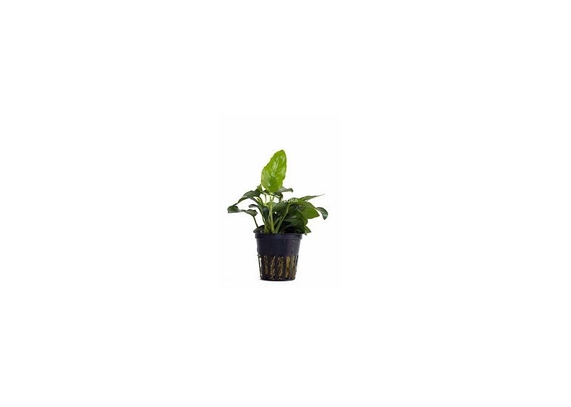 Anubias barteri var. nana - Pot 5,5cm - Plantes en pots de 5,5cm - aquarium - Comptoir du Poisson exotique