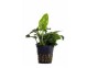 Anubias barteri var. nana - Pot 5,5cm - Plantes en pots de 5,5cm - aquarium - Comptoir du Poisson exotique